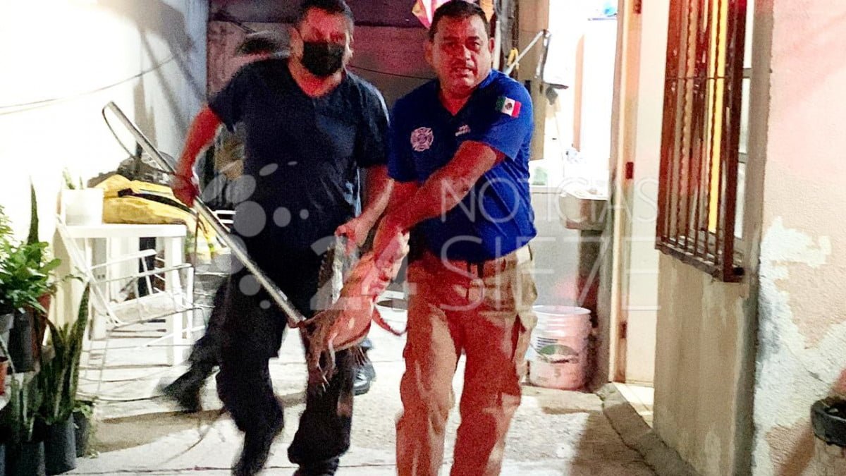 Sale de su casa y se encuentra un cocodrilo en el patio