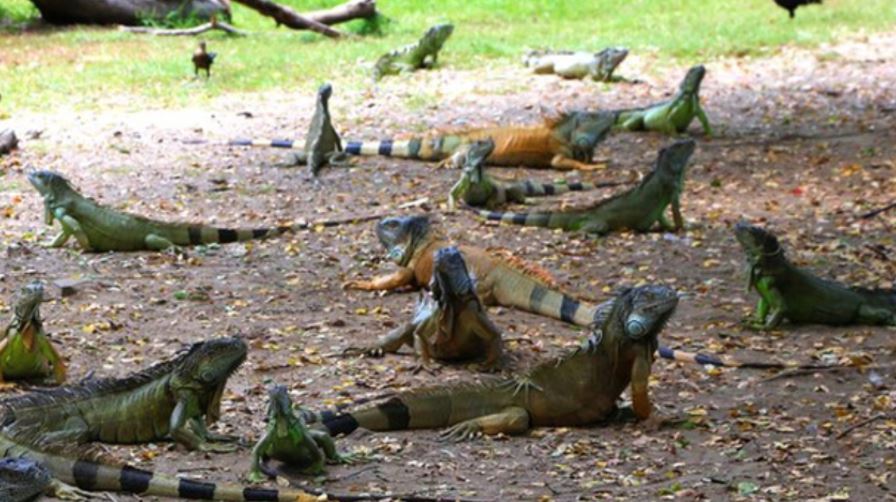 Iguana, segundo reptil icónico de zona sur de Tamaulipas 
