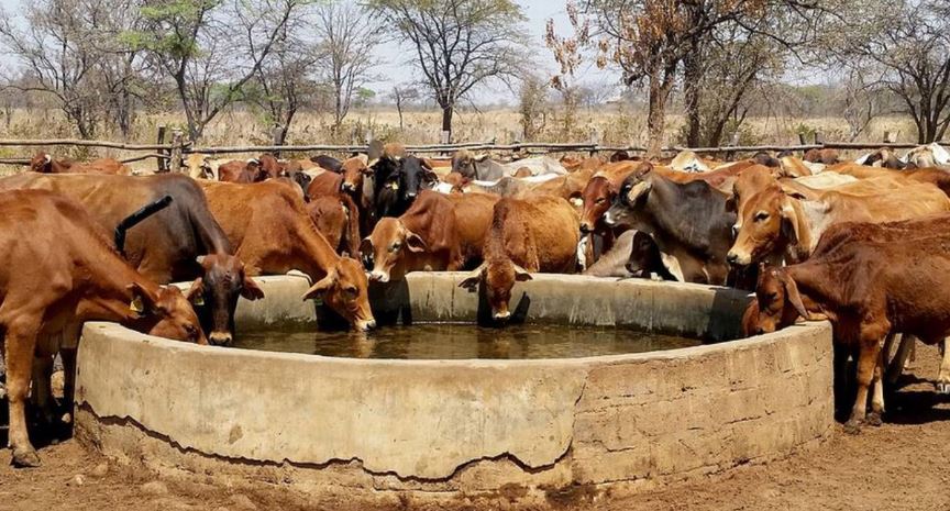 “La capital de las vacas”, ubicada en Tamaulipas 