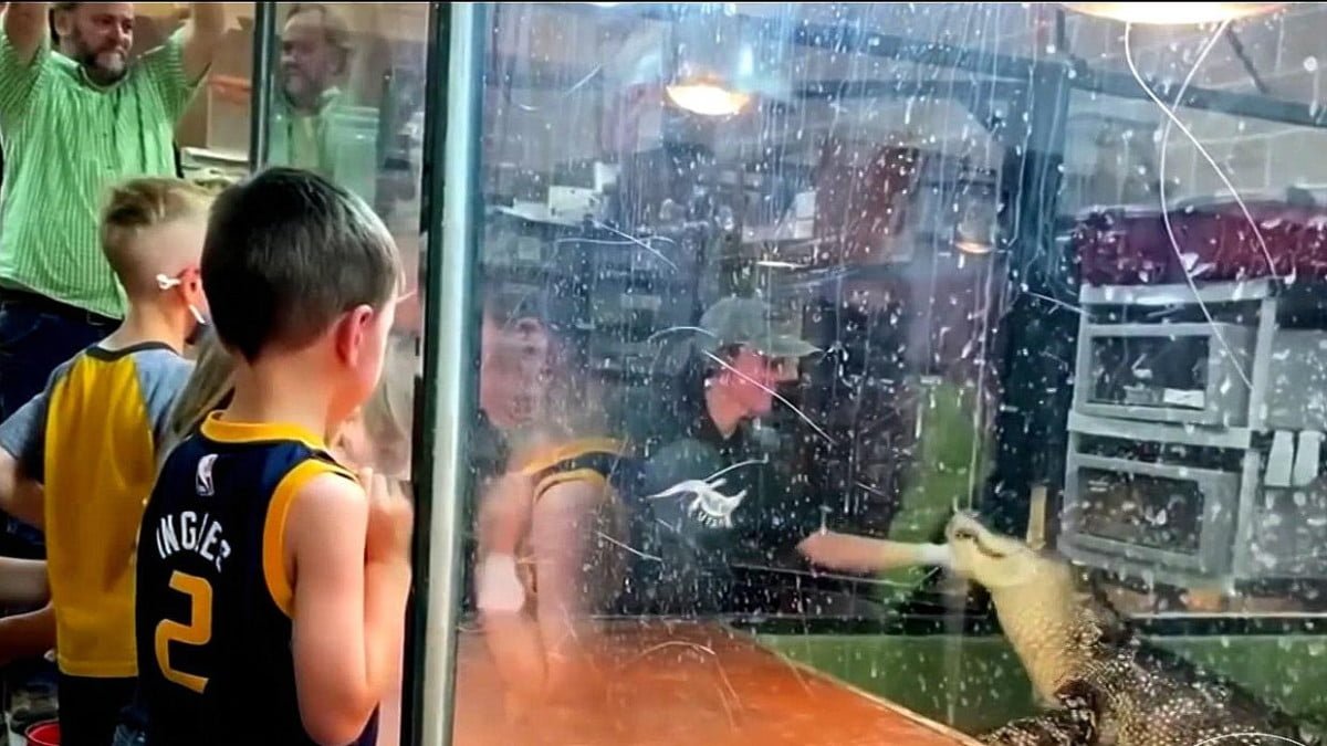 Caimán muerde la mano de su entrenadora durante presentación con niños