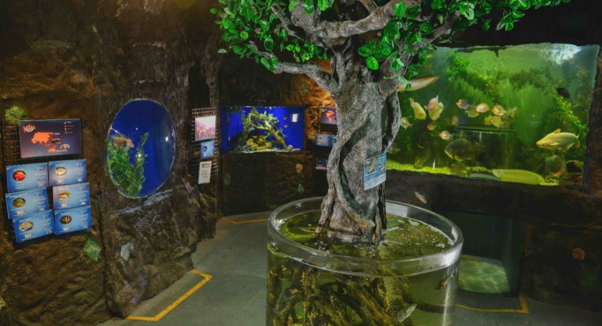 Familias de Nuevo Laredo pueden disfrutar del zoológico desde casa