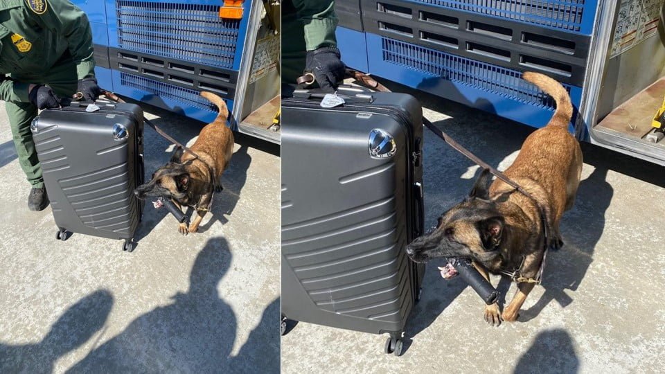 Descubre perro policía marihuana en autobús de Laredo