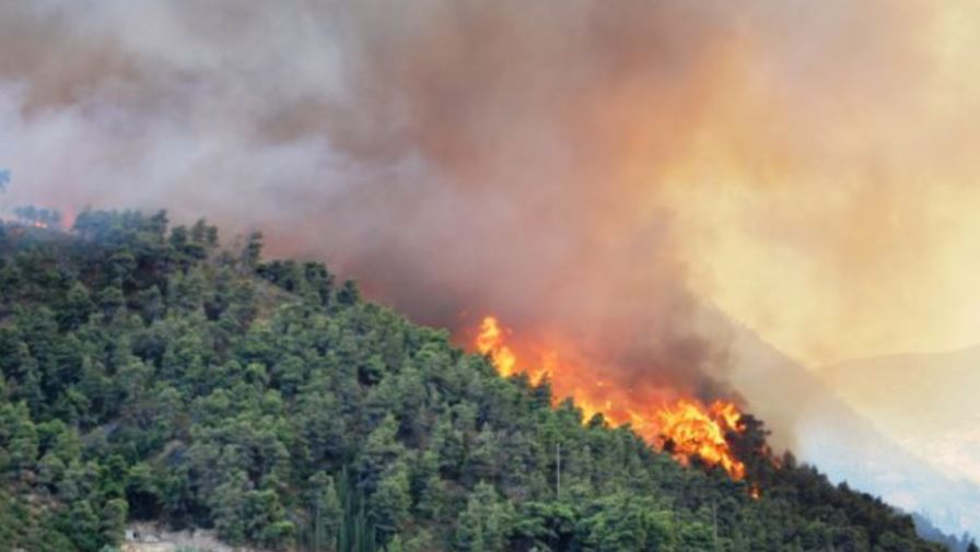 Alertas por riesgo de incendios forestales por canícula en Tamaulipas 