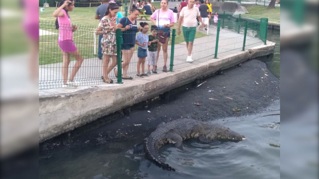 Turistas alimentan con pollo a cocodrilos de Tampico 