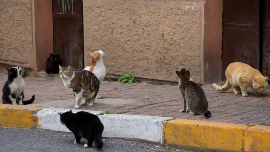 ¡Nueva plaga en Altamira!, gatos superan a perros callejeros