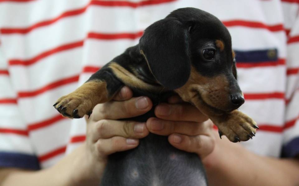 Mascotas ya contaran con «Acta» en Tampico