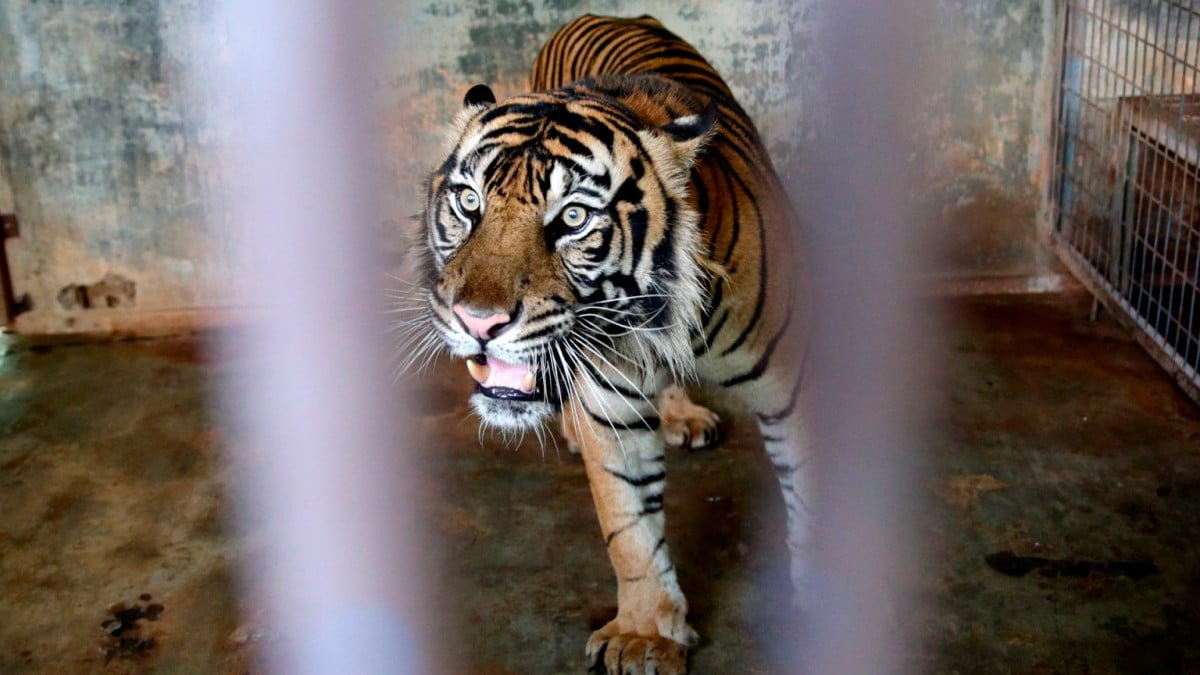 Tigres de Sumatra se contagian de COVID-19 en zoológico de Indonesia