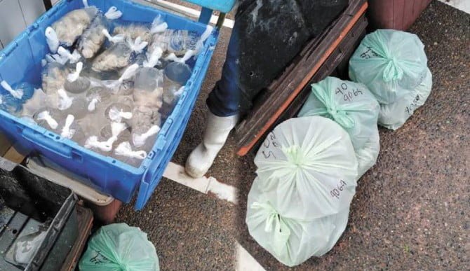 Coepris retira del mercado ostiones contaminados en Tampico