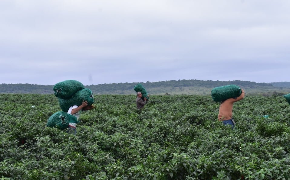 Tamaulipas oferta 570 plazas para trabajar en Estados Unidos y Canadá