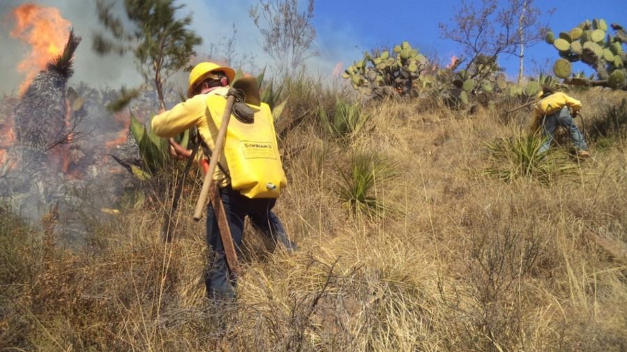 Incendios forestales en Tamaulipas consumen más de mil 800 hectáreas 