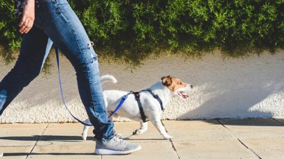 La tendencia en crecimiento, seguros para mascotas