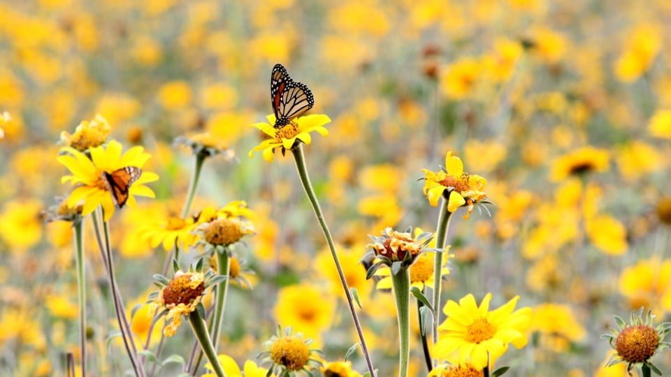 Apoya Gobernador Francisco García Cabeza de Vaca  Protección de Mariposa Monarca