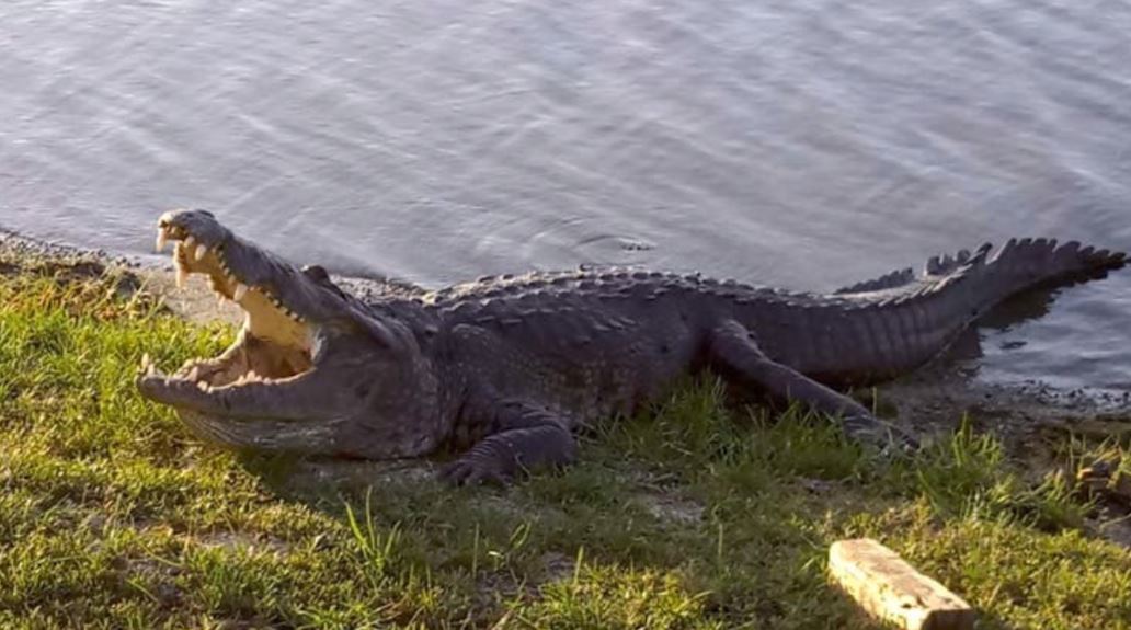 Lluvias por frente frío dejan encharcamientos y cocodrilos en vialidades del sur de Tamaulipas 