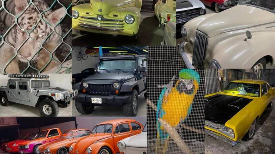 Buscan a dueños de autos de lujo, tigres de bengala y  aves exóticas decomisados en Matamoros