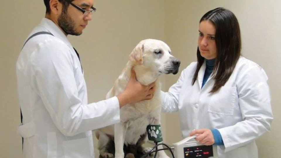 Ofrecen empleo a veterinarios egrasados de la UAT, con sueldos de hasta 14 mil a la semana
