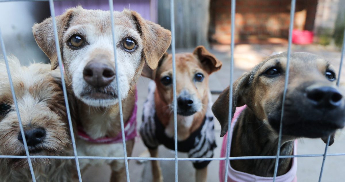 Reynosa contará con santuario para animales de la calle