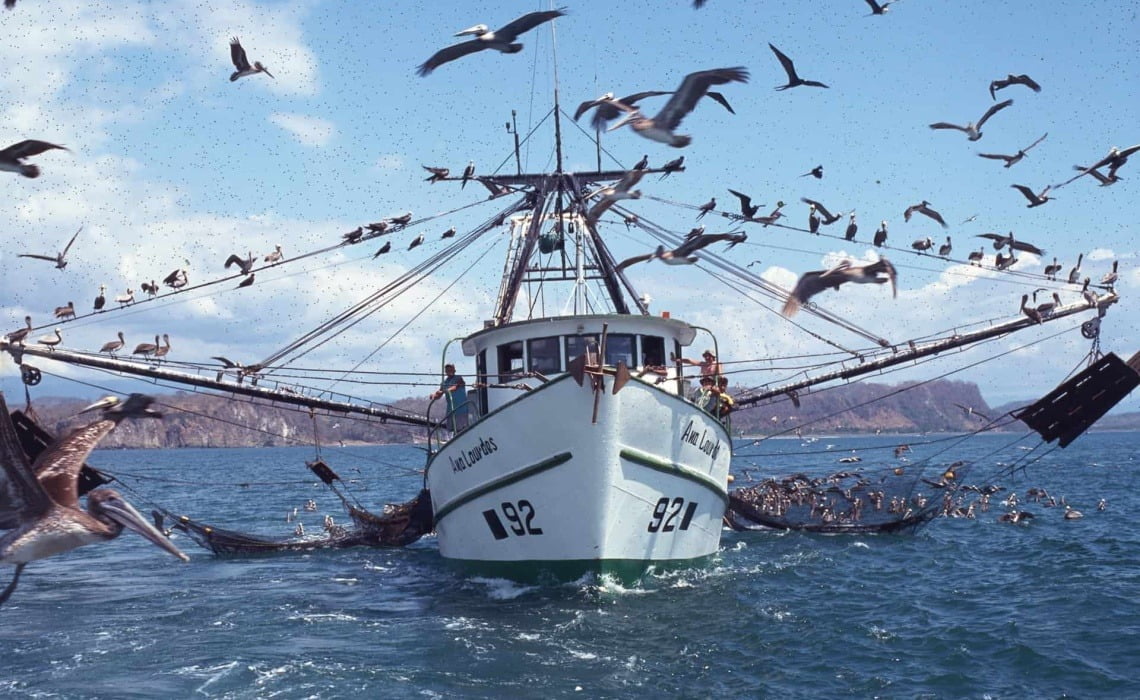 Comienza el regreso de barcos camaroneros a Tampico; han logrado buenas capturas