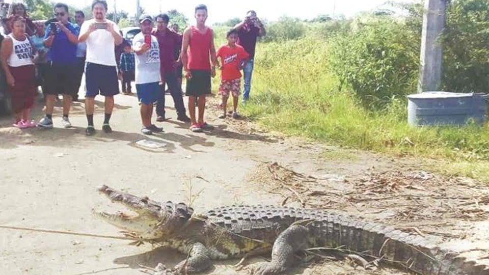 Enorme lagarto es atrapado en área verde de Altamira