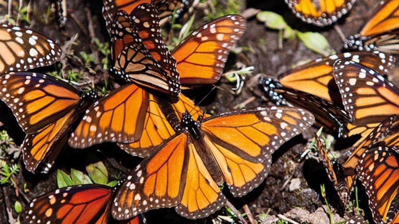 La mariposa monarca y su paso por Tamaulipas 