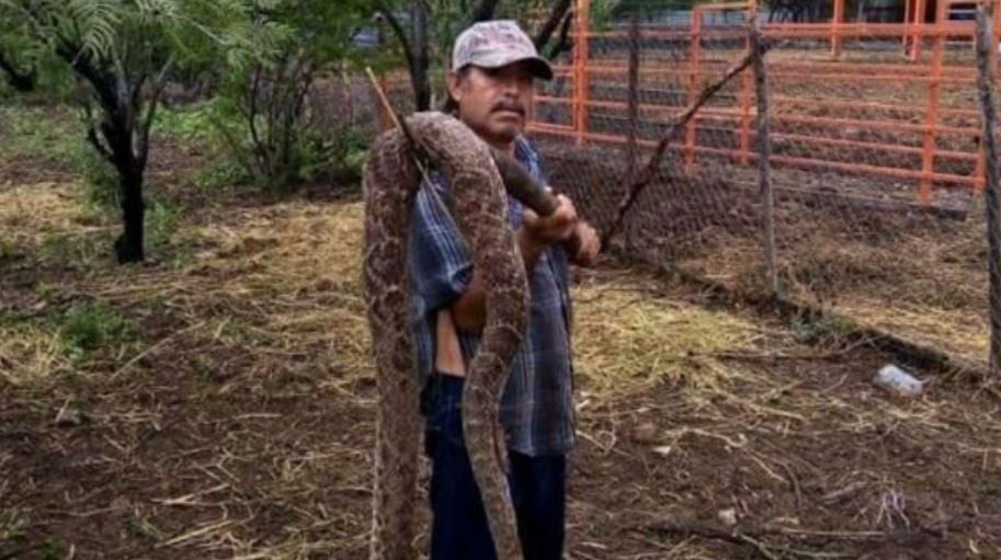 Capturan víbora de cascabel de 3 metros en Tamaulipas 