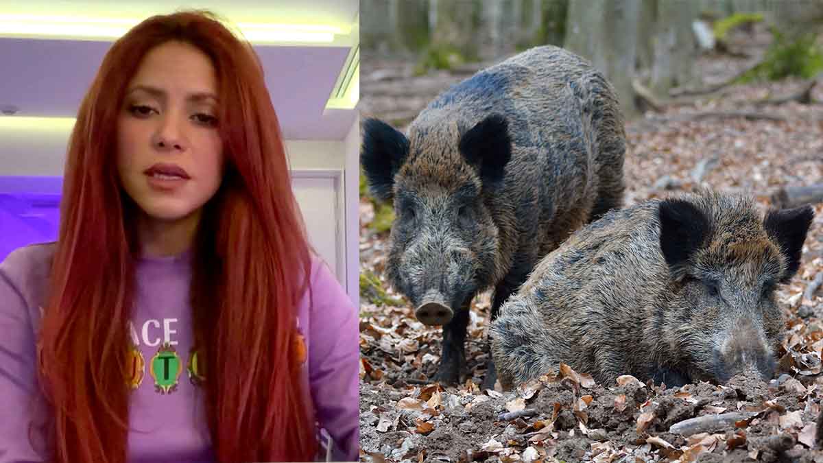 Shakira cuenta fue atacada por dos jabalíes