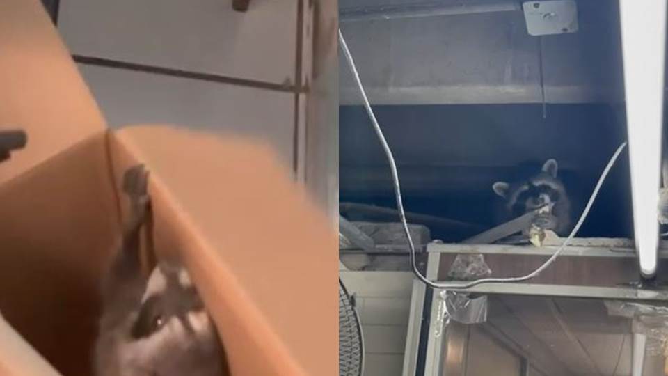 Mapaches, una plaga en el hospital del ISSSTE en Tampico