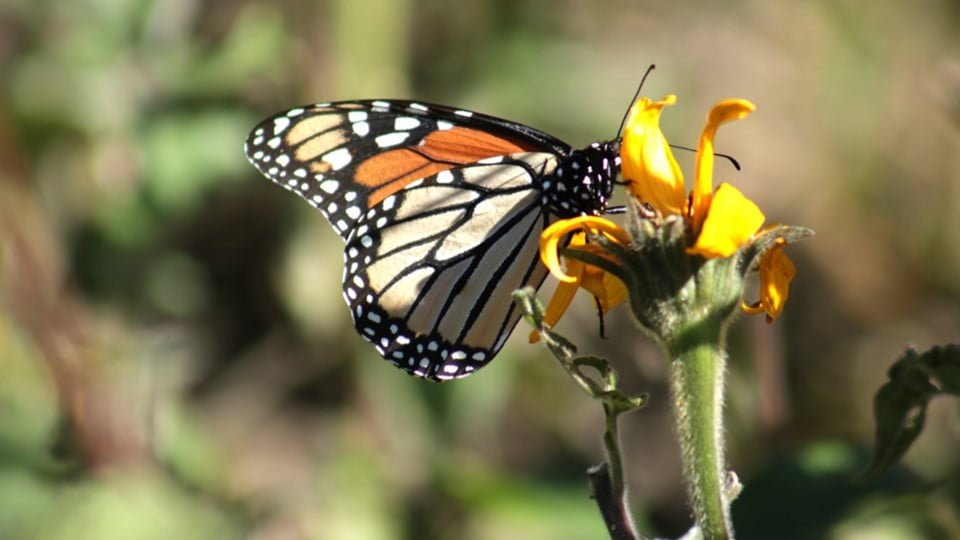 Refrenda GOBTAM acciones para preservación y protección a la mariposa Monarca
