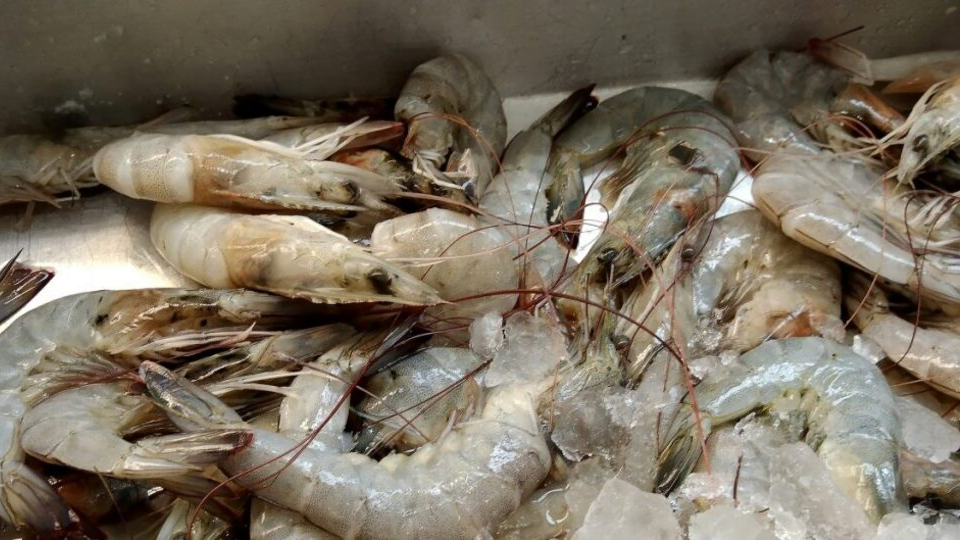 En 30 días, EU levantarían embargo al camarón: Canainpesca Tampico