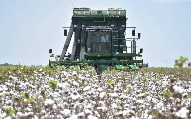 Cultivo de algodón salva a productores de Tamaulipas tras pandemia