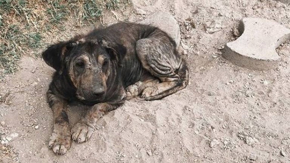 Proponen creación de Consejo de Salud Animal en Nuevo Laredo