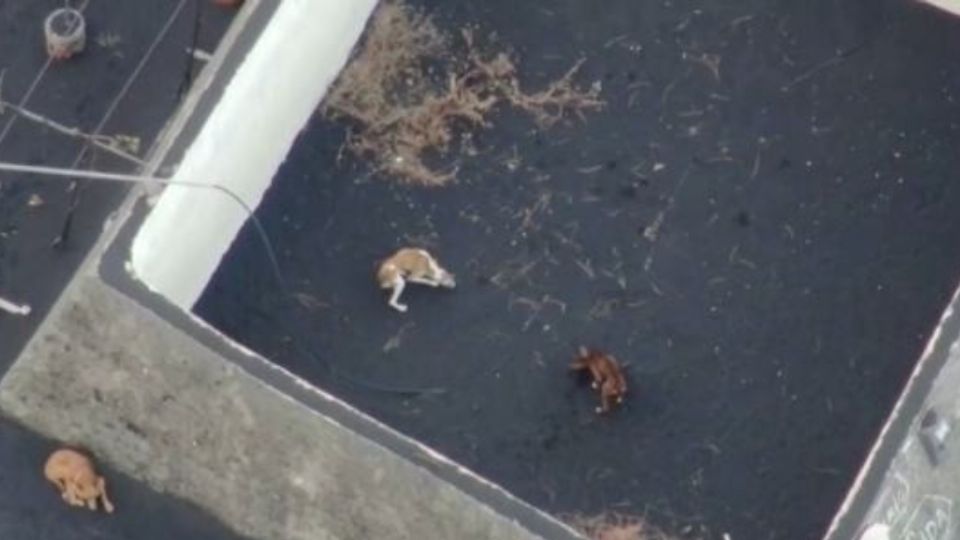 intentarán rescatar con drones a perritos atrapados