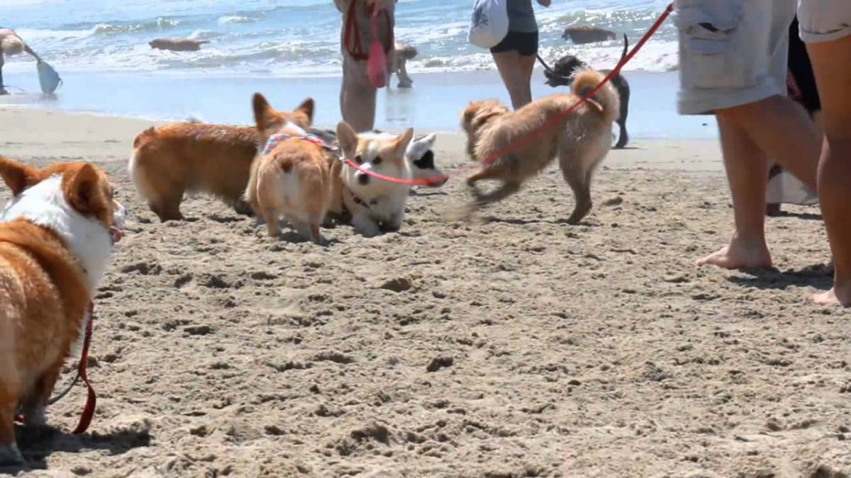 Carrera de Corgis sale mal y el video se viraliza