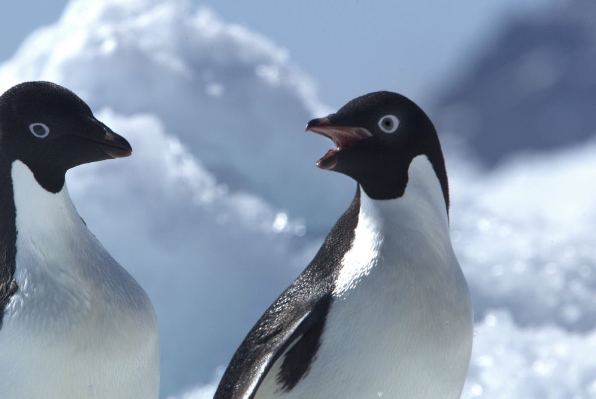 Pingüino viajó más de 3,000 kilómetros y llegó a Nueva Zelanda