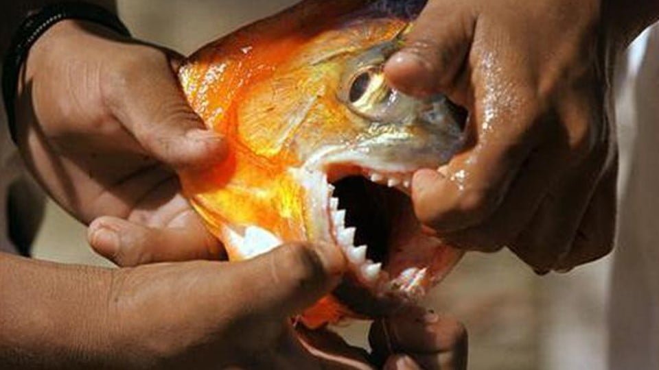Hombre huye de abejas, se lanza a lago y muere atacado por pirañas