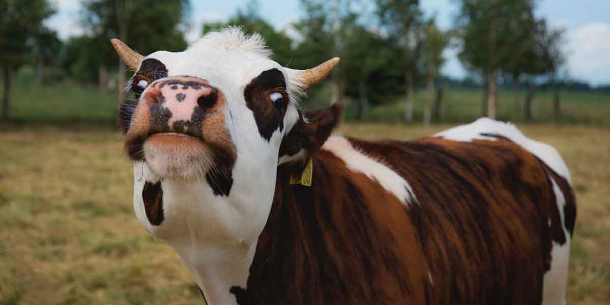 Investigan dos casos sospechosos de enfermedad de vacas locas en humanos
