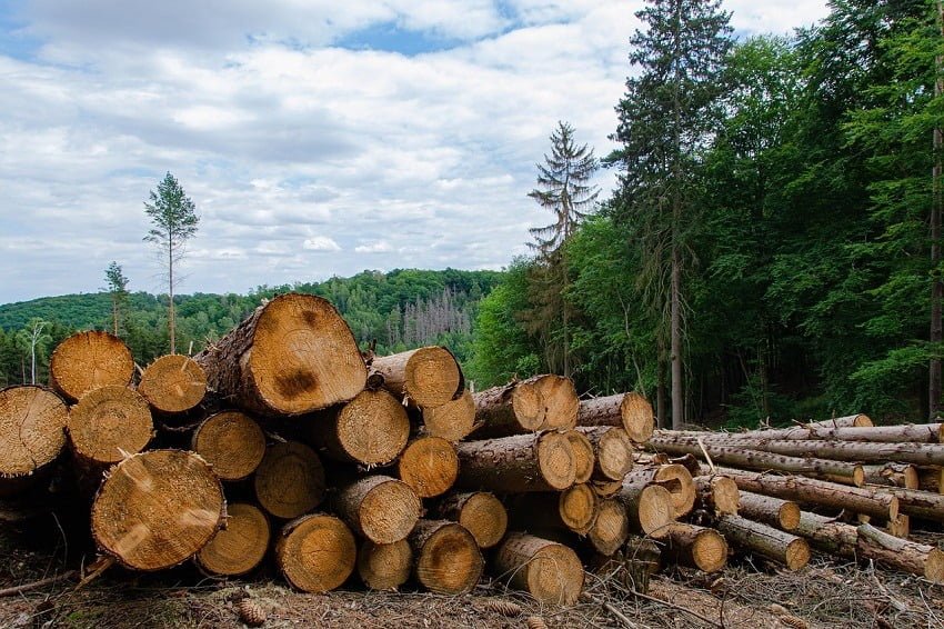 México no firmó pacto para poner fin a la deforestación en la próxima década