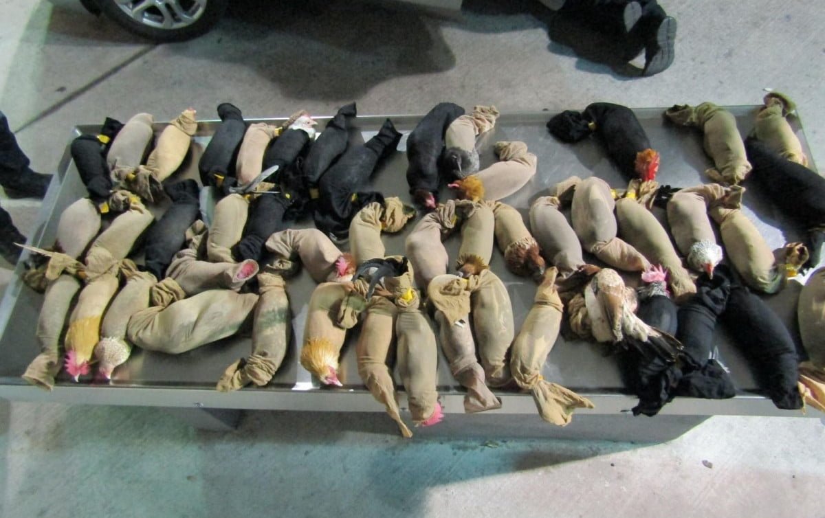 Decomisan 47 gallos de pelea en Puente 1 de Nuevo Laredo y Laredo