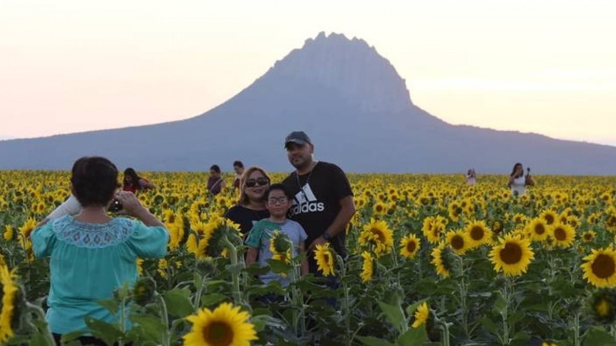 Campo de girasoles ya es punto turístico en Tamaulipas, lo abren al público