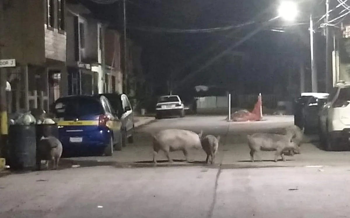 Vacas y puercos que estén en las calles serán capturados en Altamira