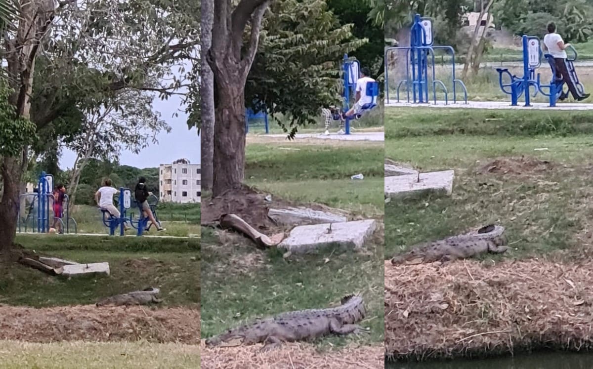 Cocodrilo ronda parque en la Lucio Blanco ; permaneció cerca del área de juegos infantiles