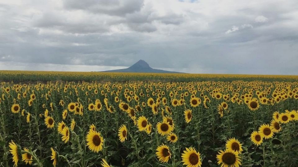 Denuncian que visitantes maltratan plantío de girasoles en González