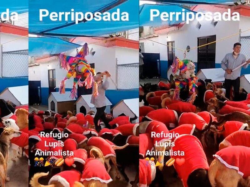 Perritos celebran posada con todo y piñata