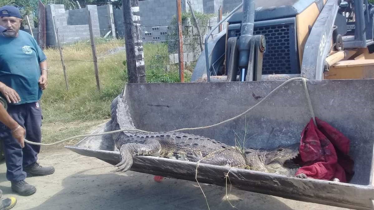 Realizarán censo de animales salvajes para 2022 en Ciudad Madero
