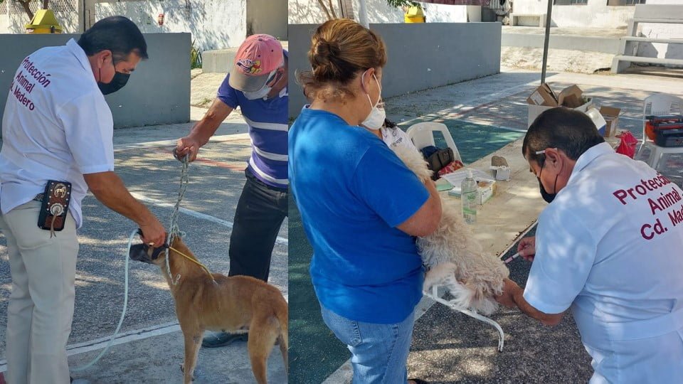 Trabaja Gobierno de Madero en Materia de Bienestar Animal
