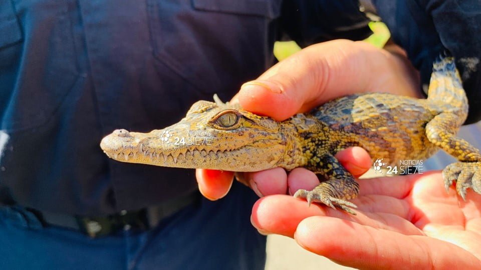 Capturan otro ejemplar de cocodrilo en Victoria, van 3 en lo que va del año