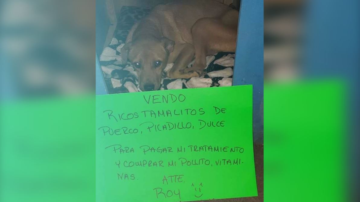 El perrito Roy venderá tamales este fin de semana para costearse su operación