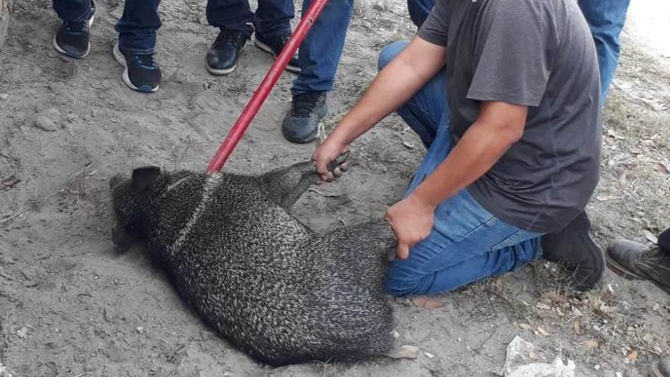 Capturan pareja de jabalíes que deambulaban en Ciudad Madero