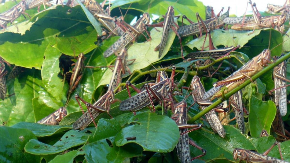 Invasión de langostas podría acabar con producción citrícola en Tamaulipas