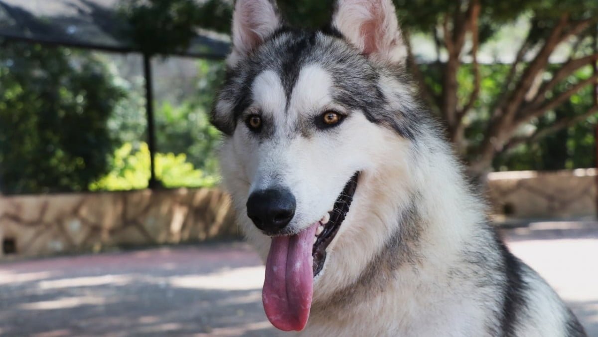 Zoológico Tamatán explica escape de lobo de su hábitat