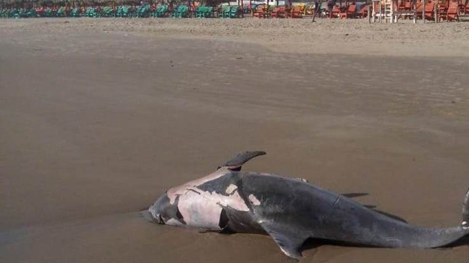 Encuentran un delfín muerto en la orilla de la playa Miramar